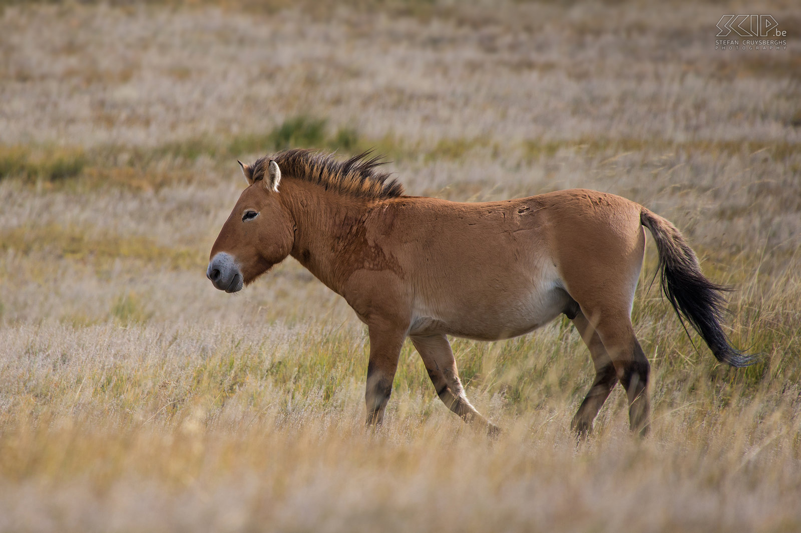 Hustai - Przewalski paard Een wild Przewalski/takhhi paard. Stefan Cruysberghs